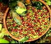 San Luong Ca Phe Viet Nam Tang Trong Nien Vu 2013 14
